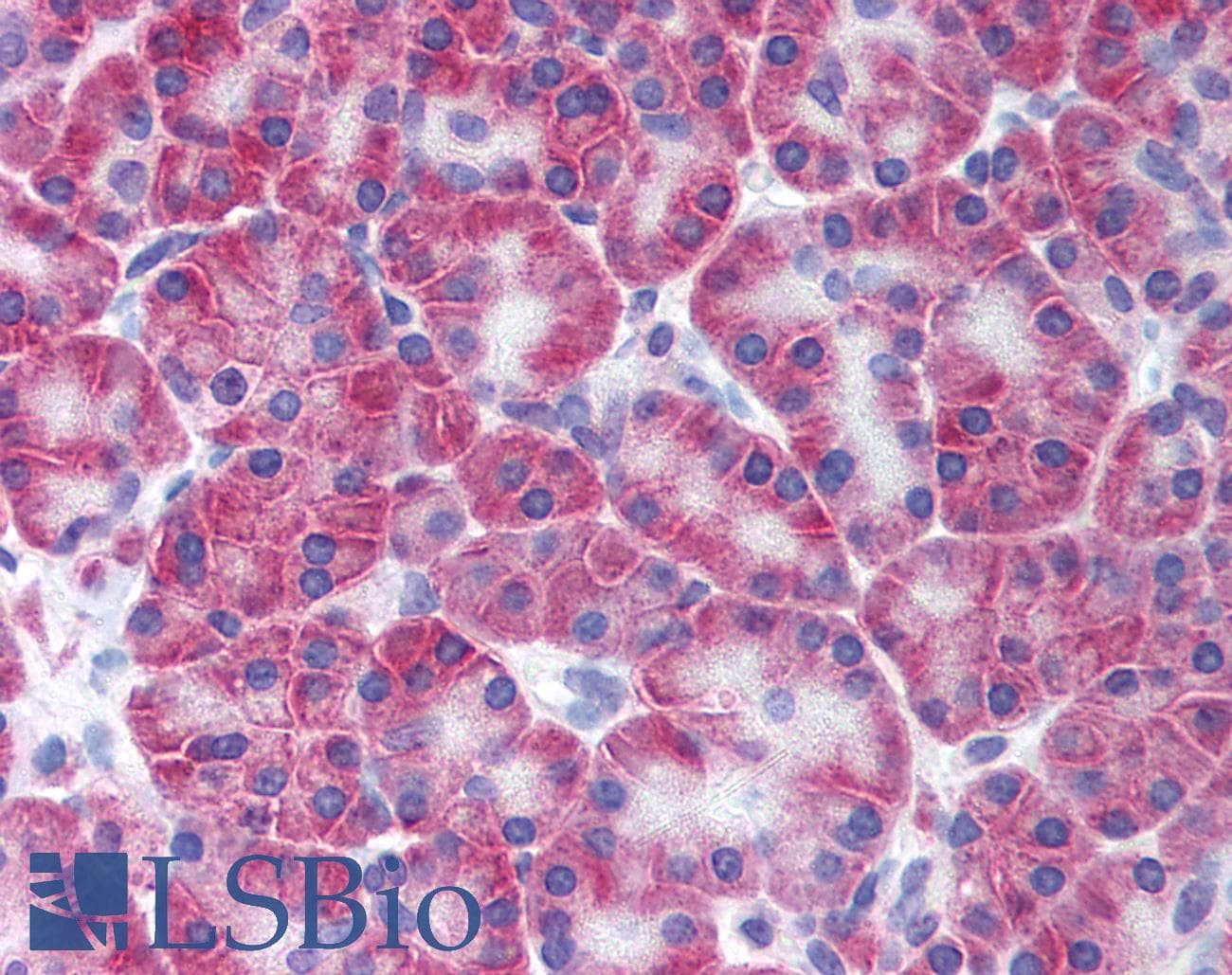 IHC-plus™ KCNN4 / KCa3.1 Antibody (N-Terminus)