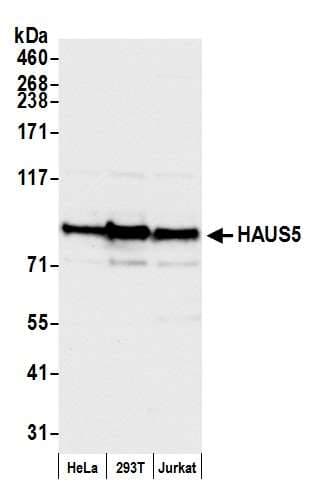 HAUS5 Antibody (aa75-125)