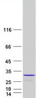 Human NUDT4 Protein (Recombinant Myc-DDK (Flag))