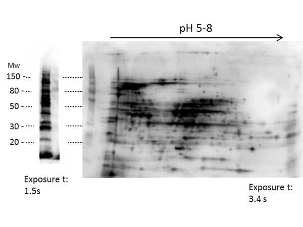 E. coli HMW Proteins Antibody