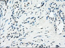 PDE10A Antibody (clone OTI1C9)