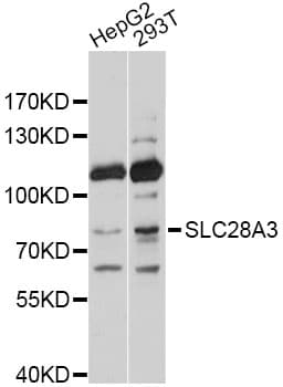 SLC28A3 Antibody