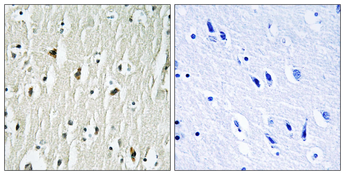 c-Src Kinase / CSK Antibody (aa330-379)