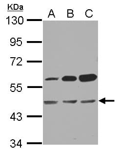 OXSM / KS Antibody