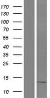 SNCG / Gamma-Synuclein Protein (Over-Expression Lysate Myc-DDK (Flag))