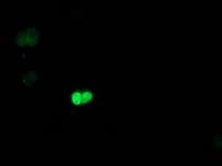 POLR2E Antibody (clone OTI2A11)