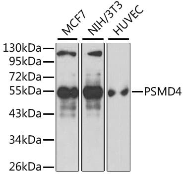 PSMD4 / RPN10 Antibody