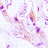 TS / Thromboxane Synthase Antibody