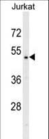 DNAJA2 Antibody (aa44-72)