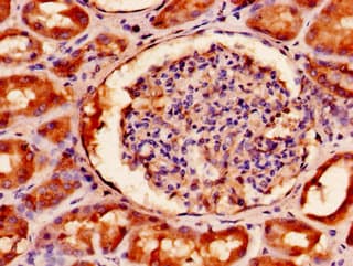 IHC-plus™ FAM3A Antibody