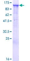 Human NFE2L3 Protein (Recombinant GST)