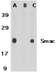 Polyclonal Rabbit anti-Mouse DIABLO / SMAC Antibody (IHC, WB)