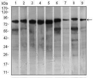 C-TAK1 / MARK3 Antibody (Amino Acid: 435-658, clone 2G12)