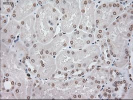 GFAP Antibody (clone OTI4D11)