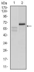 CA9 / Carbonic Anhydrase IX Antibody (aa37-186, clone 7C4A5)