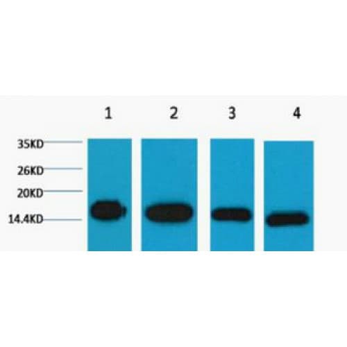 Monoclonal Mouse anti-Human Histone H3 Antibody (clone 1G1, IF, WB)
