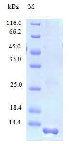 Human XCL1 / Lymphotactin Protein (Recombinant)