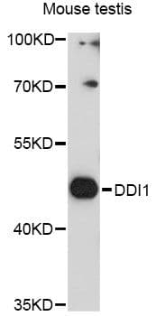 DDI1 Antibody