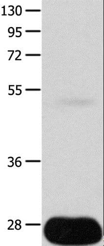 POMC / Proopiomelanocortin Antibody