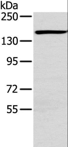 PLXND1 / Plexin D1 Antibody