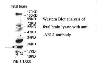 ARL1 Antibody (aa2-181)