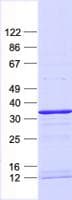 Human ESE3 / EHF Protein (Recombinant His, N-Terminal)