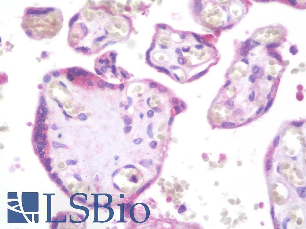 IHC-plus™ BPIFA2 / SPLUNC2 Antibody (clone 1F12)