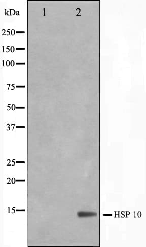 HSPE1 / HSP10 / Chaperonin 10 Antibody