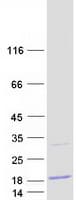 Human C20orf27 Protein (Recombinant Myc-DDK (Flag))