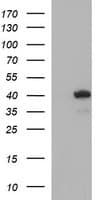 HAUS7 Antibody (clone OTI2G1, Carrier-free)