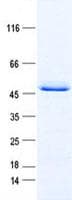 Human ATXN3 / JOS Protein (Recombinant DDK,C-terminus)