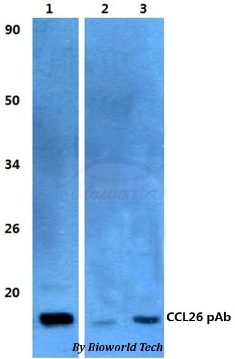 CCL26 / Eotaxin 3 Antibody