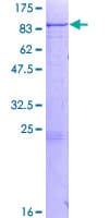 Human DDX43 Protein (Recombinant GST)