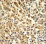 XPOT / Exportin-T Antibody (aa137-166)