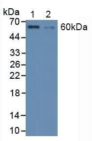 HSF1 Antibody (aa15-288)