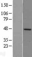 TFDP2 / DP2 Protein (Over-Expression Lysate Myc-DDK (Flag))