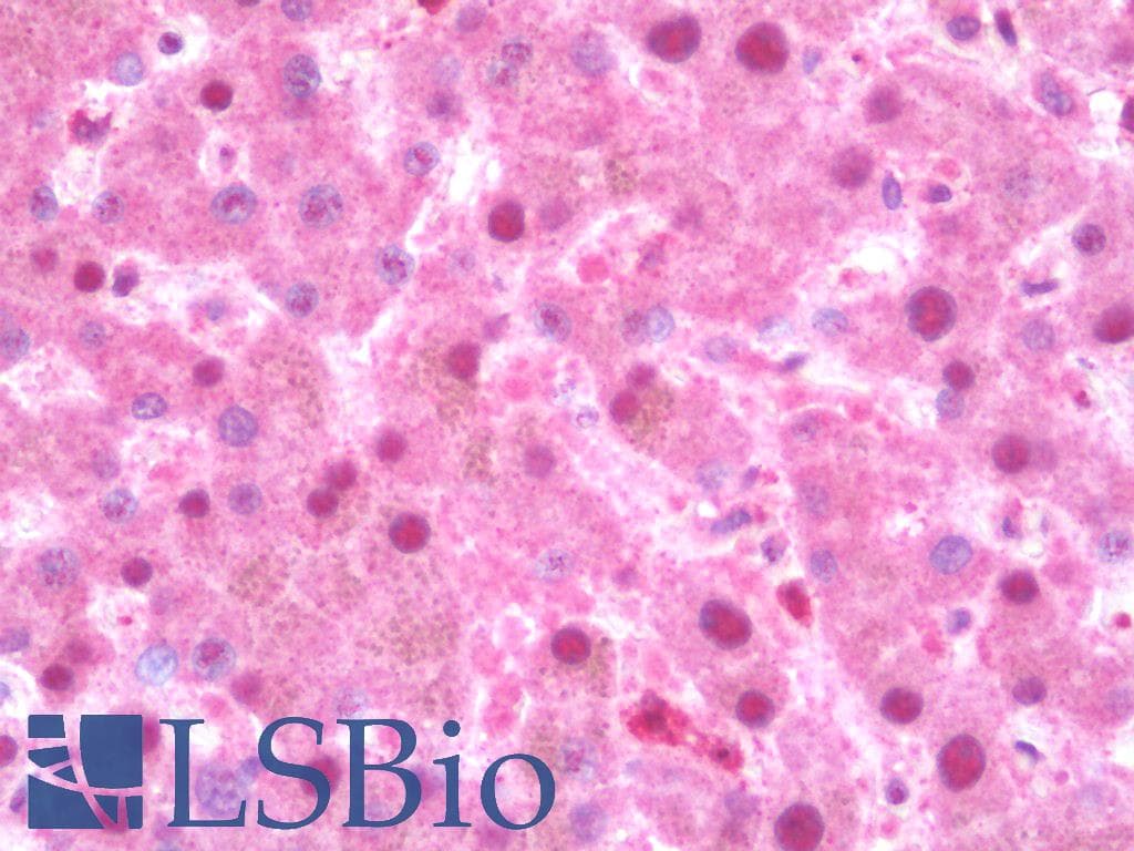 PathPlus™ APOE / Apolipoprotein E Antibody