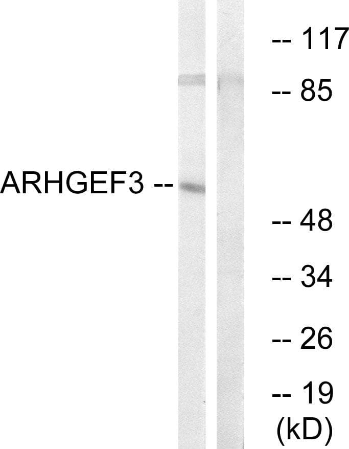 Polyclonal Rabbit anti-Human ARHGEF3 / XPLN Antibody (WB)