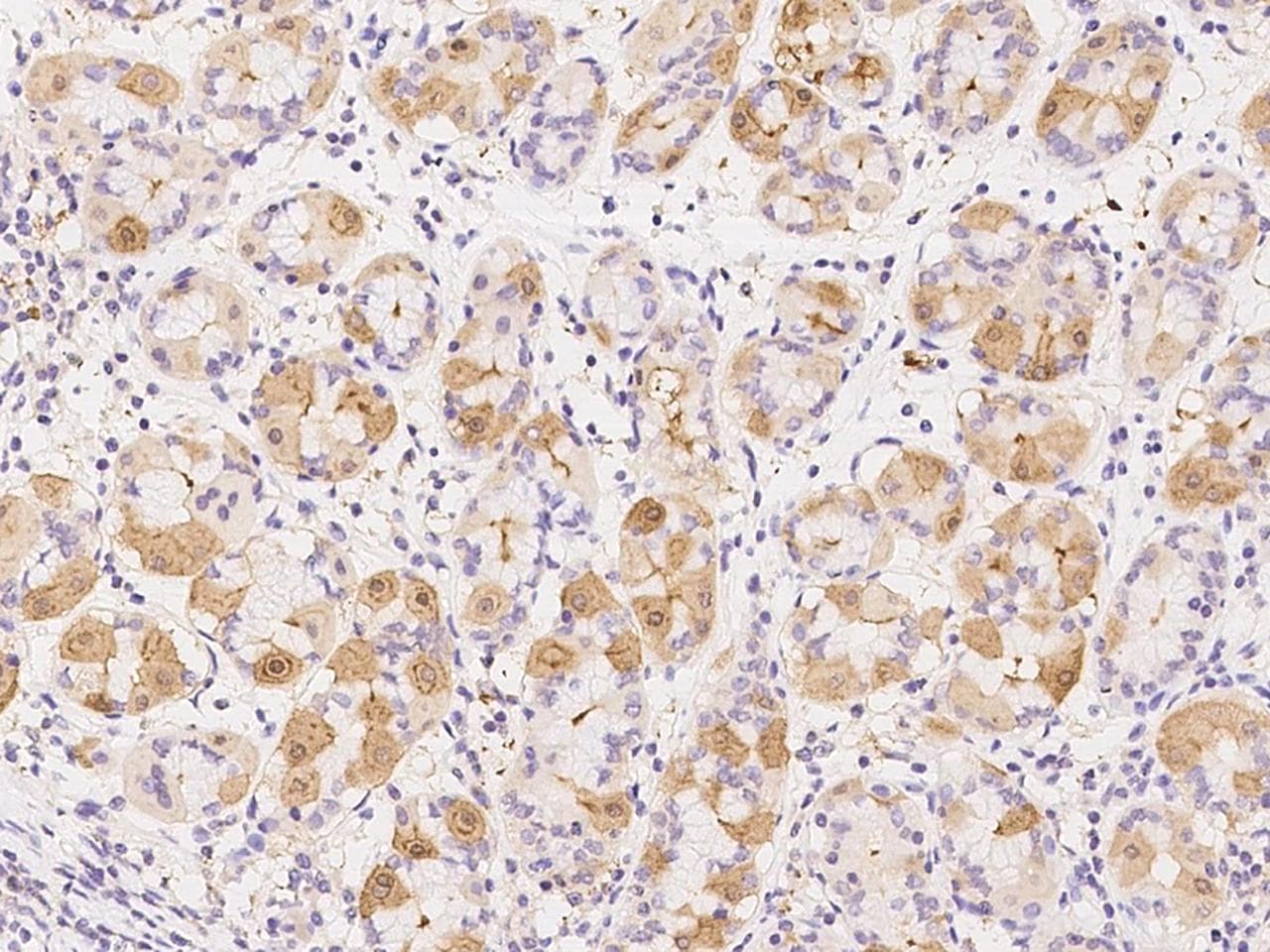 MSMB / MSP Antibody