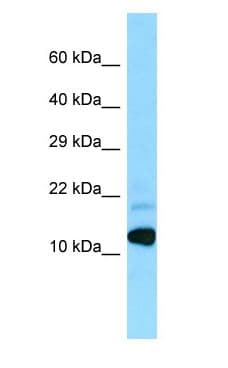 BRI3 Antibody (aa7-56)