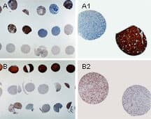 APAF1 / APAF-1 Antibody