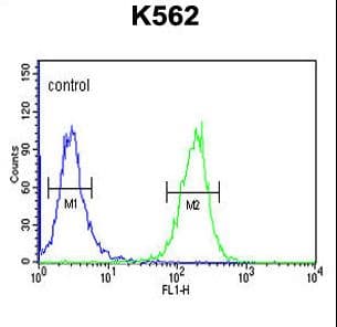 IHC-plus™ PSK / SEZ6L2 Antibody (aa879-907)