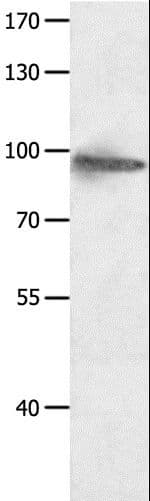 HCN1 Antibody