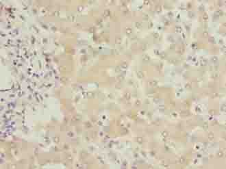 FMO4 Antibody