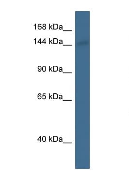 Polyclonal Rabbit anti-Rat AHI1 Antibody (aa671-720, WB)