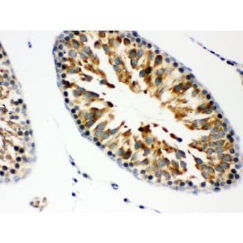 COPS5 / JAB1 Antibody (aa8-334)