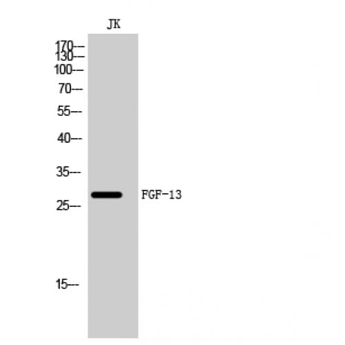 FGF13 Antibody (130-210 aa, Internal)