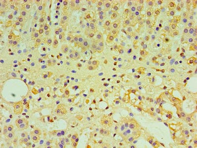 IFNL1 / IL29 Antibody