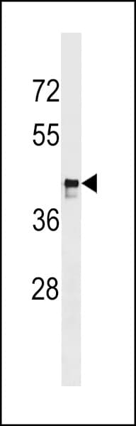 Polyclonal Rabbit anti-Human MARCH9 Antibody (aa304-330, WB)