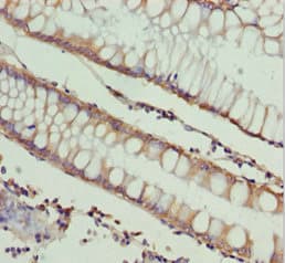 NDE1 Antibody